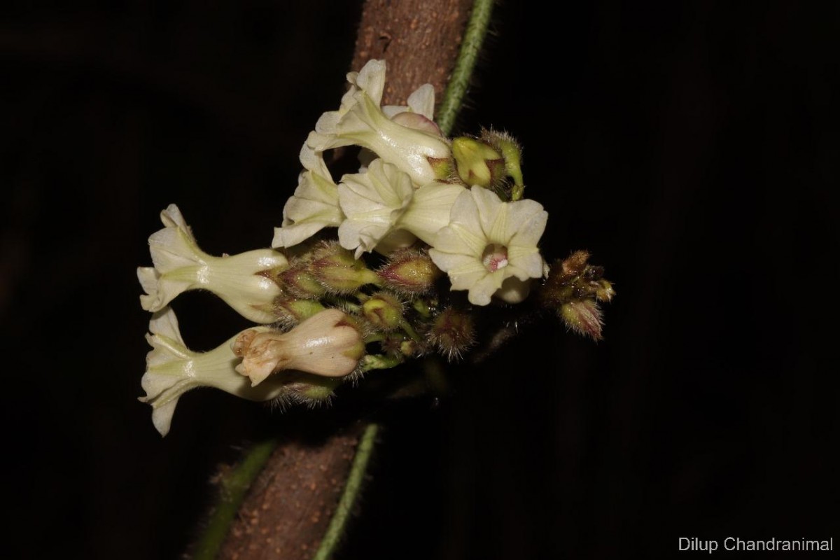 Lepistemon